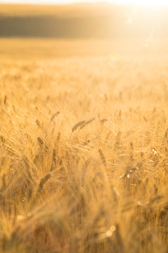 grain field at golden hour