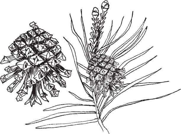 illustrations, cliparts, dessins animés et icônes de pinus sylvestris arbre. direction générale, de pins et de cônes en noir isolé sur fond blanc - pine tree pine cone branch isolated