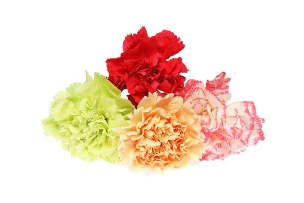 istock Flower head of carnation 849497620