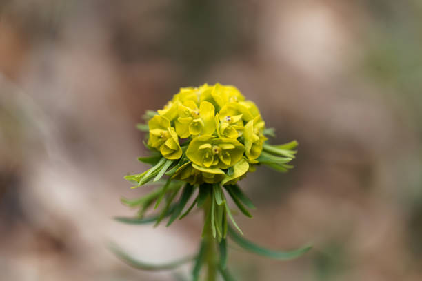 Flower of Euphorbia cyparissias Flower of Euphorbia cyparissias, a small Euphorbia from Europe. cypress spurge stock pictures, royalty-free photos & images