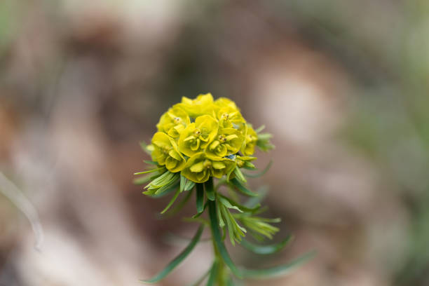 Flower of Euphorbia cyparissias Flower of Euphorbia cyparissias, a small Euphorbia from Europe. cypress spurge stock pictures, royalty-free photos & images