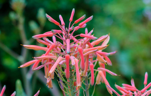 istock Beautiful Red Flowers Kniphofia 849510126