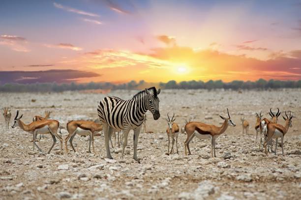 istock Scenic view over the African plains with zebra and impala with a colourful sunset 849510184