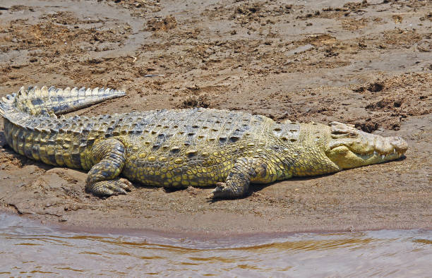 istock Large Nile Crocodile resting on the riverbank 849512400
