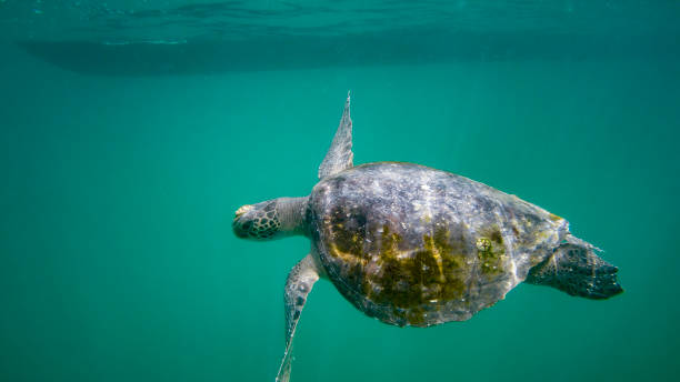 istock Green Sea Turtle Under The Water 849514532