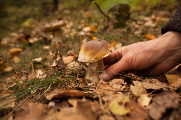 istock Hand touching mushroom on forest ground 849516694