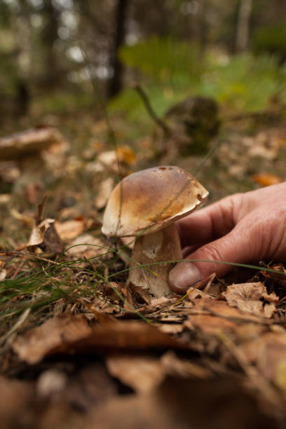istock Hand touching mushroom on forest ground 849516714