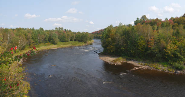 panoramic river landscape forest and flowing water environment