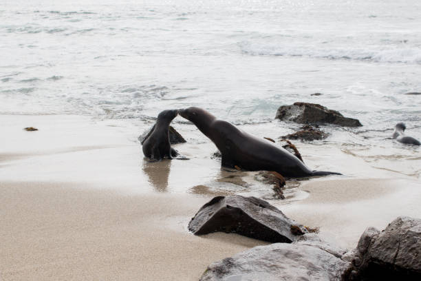 istock Seals of San Diego 849520304