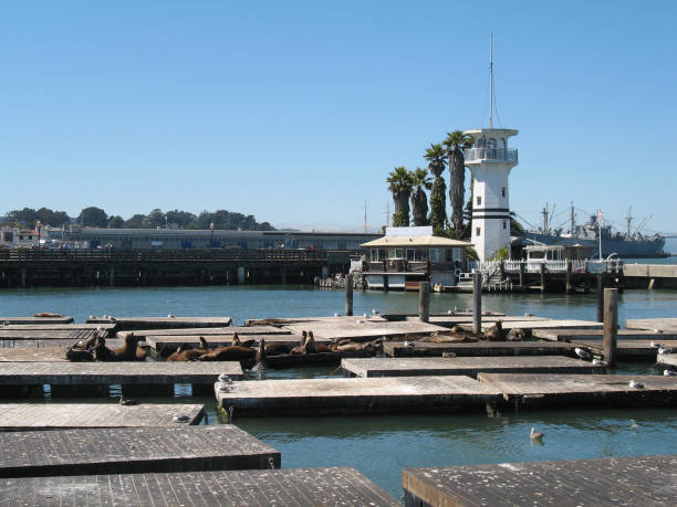 istock Sea lion near the Pier 39 849531098
