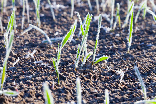 covered with frost young sprouts close-up of wheat covered with frost young green shoots of wheat growing in a row in the agricultural field. Photographed close-up. winter rye stock pictures, royalty-free photos & images