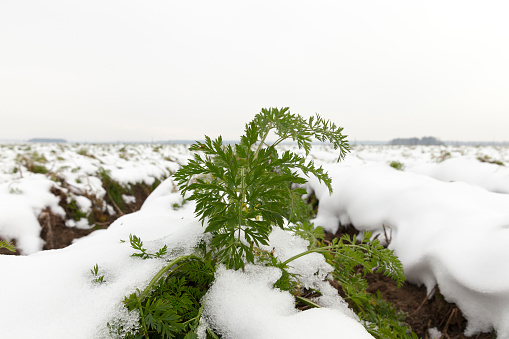 Agricultural field on which grow mature carrots. Green tops of the plants covered with snow drifts after a snowfall. Photo closeup