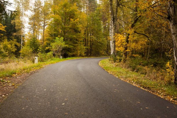 istock Country road along trees in the lush forest 849532672