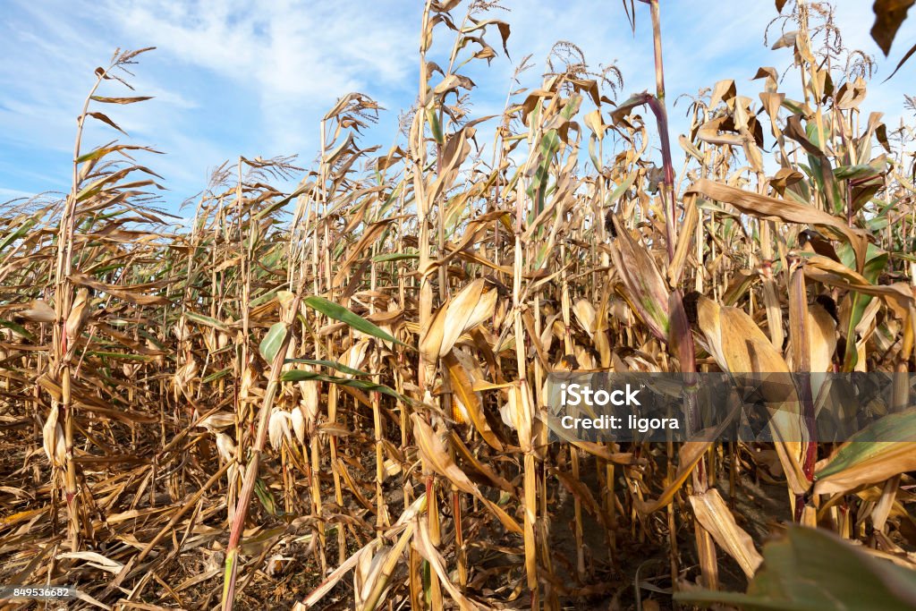 dry corn stalks dry corn stalks growing in number in the agricultural field. On the stems are green leaves. Photographed against a blue sky background. Close-up. Dry Stock Photo