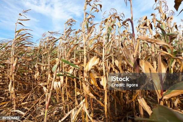 Dry Corn Stalks Stock Photo - Download Image Now - Dry, Drought, Corn - Crop