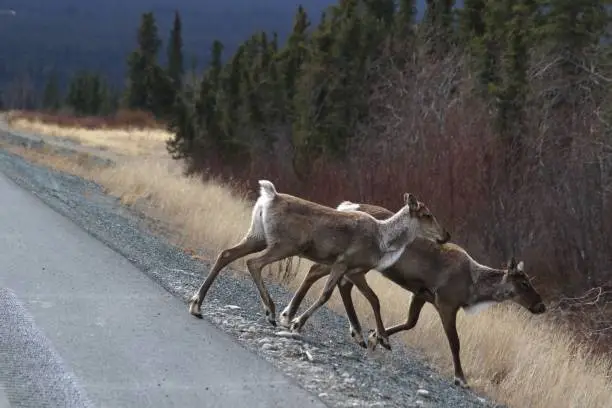 These caribou had just crossed the Richardson Highway in interior Alaska