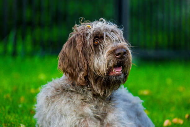 80+ Otterhound Dog Stock Photos, Pictures & Royalty-Free Images - iStock