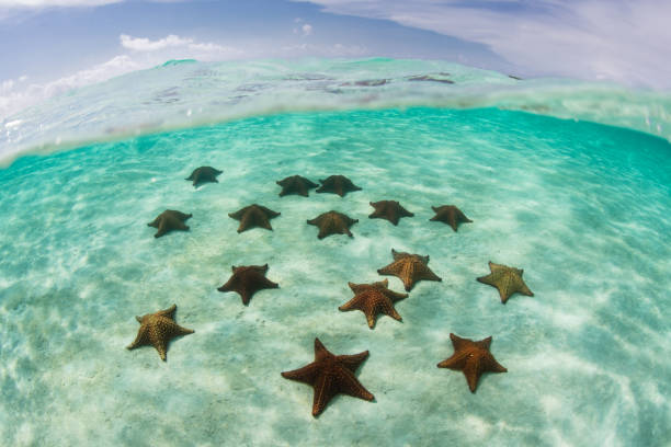 istock Starfish in Caribbean Sea 849548744