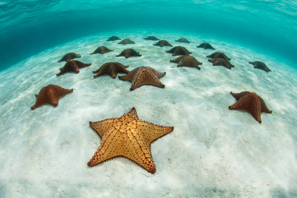 Colorful Starfish in Caribbean Sea Colorful Red cushion sea stars (Oreaster reticulatus) lie on a shallow sandy seafloor off the coast of Belize in the Caribbean Sea. marine reserve photos stock pictures, royalty-free photos & images