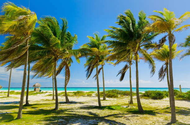 stunning beautiful palm tropical garden with ocean view at Cuban Cayo Coco island stock photo