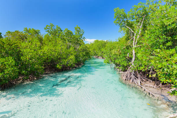 gorgeous amazing  view of natural turquoise ocean river flowing in tropical garden at Cuban Cayo Coco island stock photo