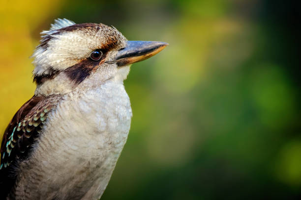 Laughing Kookaburra (Dacelo novaeguineae) Australian native Laughing Kookaburra kookaburra stock pictures, royalty-free photos & images