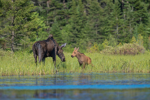 A female moose greets her young moose