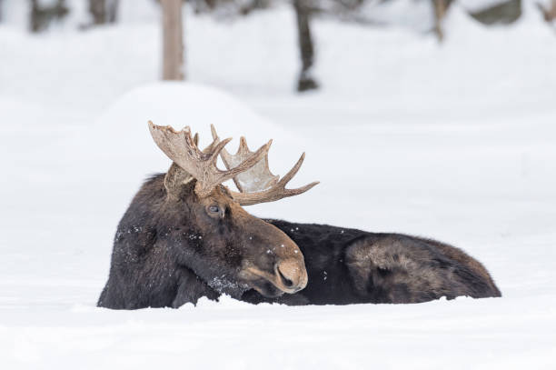 łoś odpoczywający w śniegu - canada moose winter snow zdjęcia i obrazy z banku zdjęć