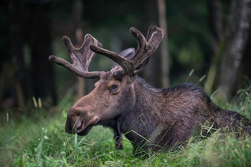 Moose resting in grass