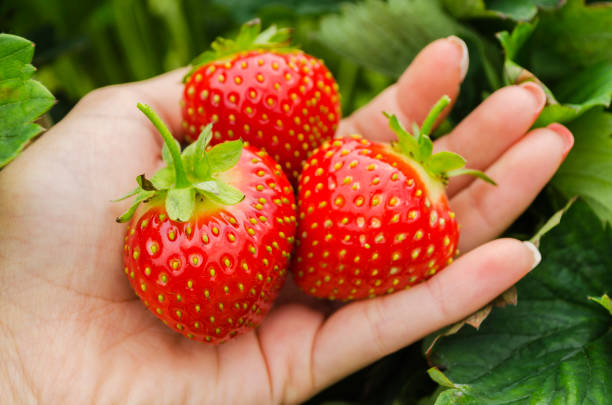 istock red ripe strawberry berry 849567466