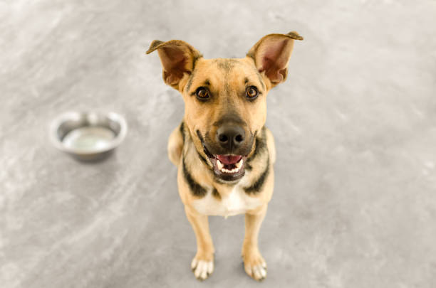 Dog Bowl Dog bowl is a hungry German Shepherd waiting for someone to food in his bowl. rescued dog stock pictures, royalty-free photos & images