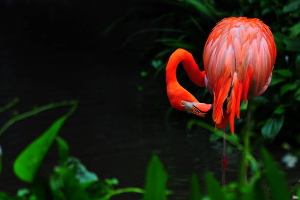 istock Flamingo bird in nature 849581804