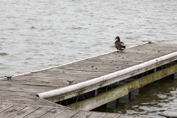 Female mallard duck on a pier in the Fox River in Green Bay, Wisconsin