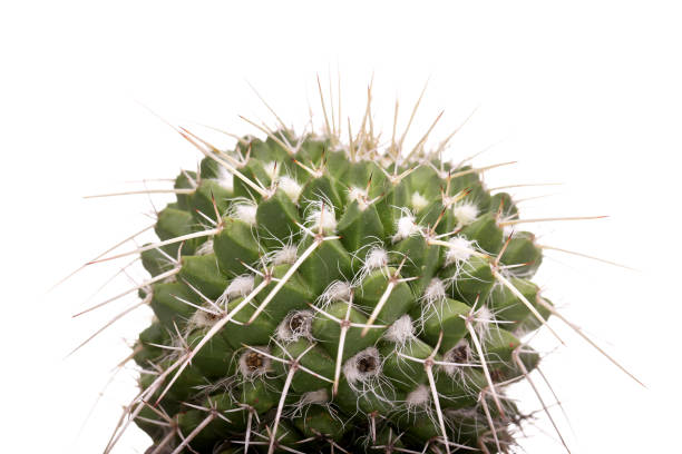 istock Cactus isolated on white background Close-up 849585440