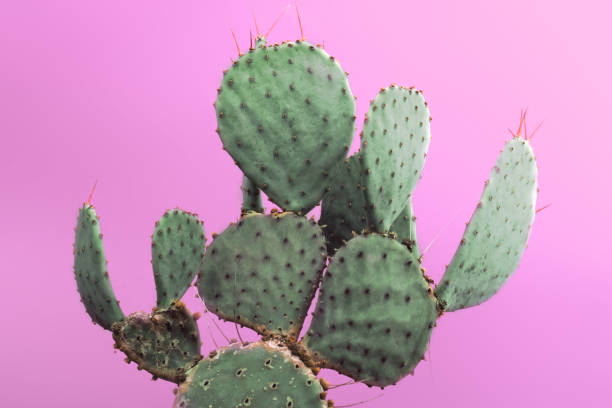 istock Opuntia Prickly Pear Green Cactus with small sharp thorns. Isolated on pink background. 849585970