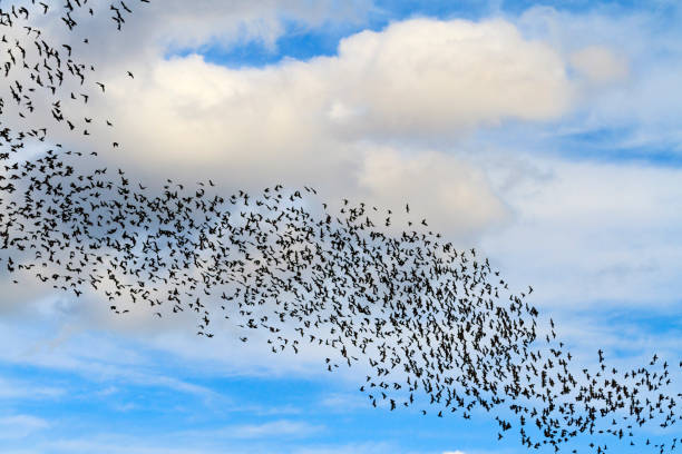 tornado from the birds in the sky , wildlife, unique frames
