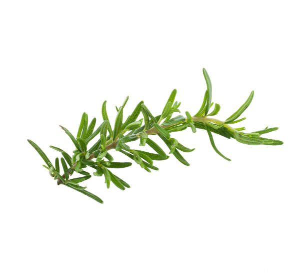 istock Twig of rosemary on a white background 849591312