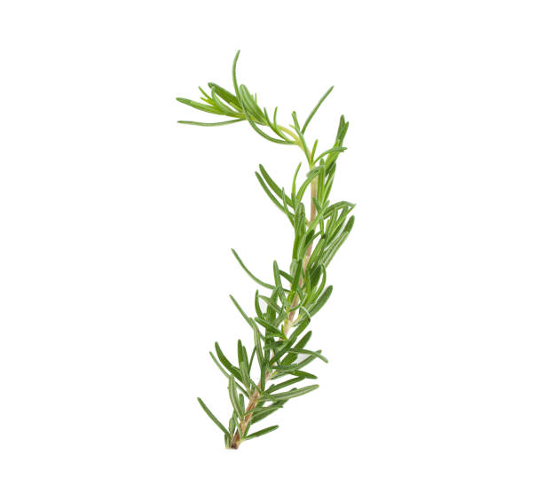 istock Twig of rosemary on a white background 849591318