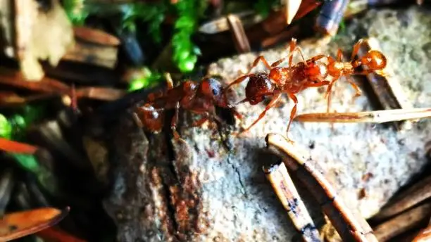 Red ants fighting on the ground in a forest in Baden-Württemberg / Germany.