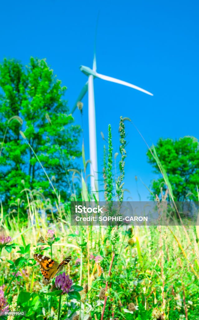 Butterfly and wind turbine A butterfly, beautiful lady, among wild flowers, in the background a wind turbine. Blue Stock Photo