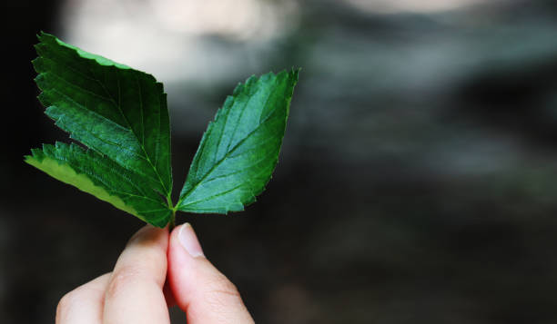 istock Fresh Green Leaves background 849599948