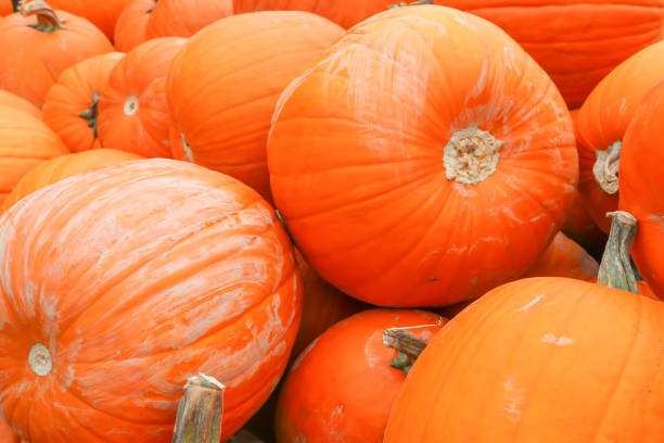 otoño pumpkins - al hajjar fotografías e imágenes de stock
