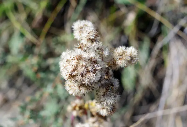 Photo of White weed flowering closeup