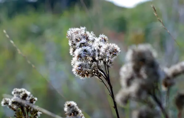 Photo of White weed flowering closeup