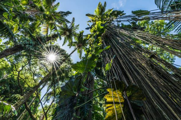 istock Vines in the Jungle 849625090