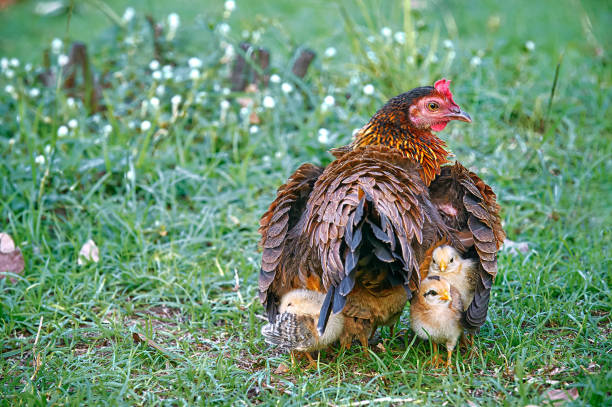 Mother hen and young chicks in the farm. Young chicks follow their mother hen while stay hidden under her wings.
