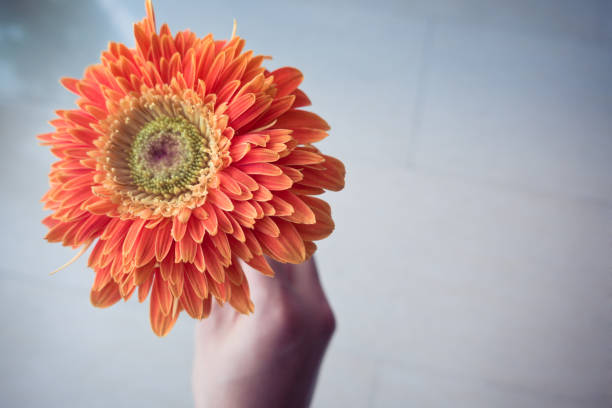 istock Hand Holding an Orange Gerbera Daisy Flower 849633512