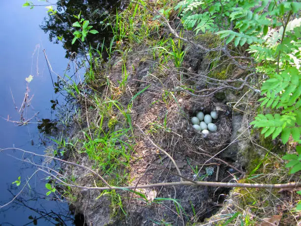 Nest wild duck on the river bank