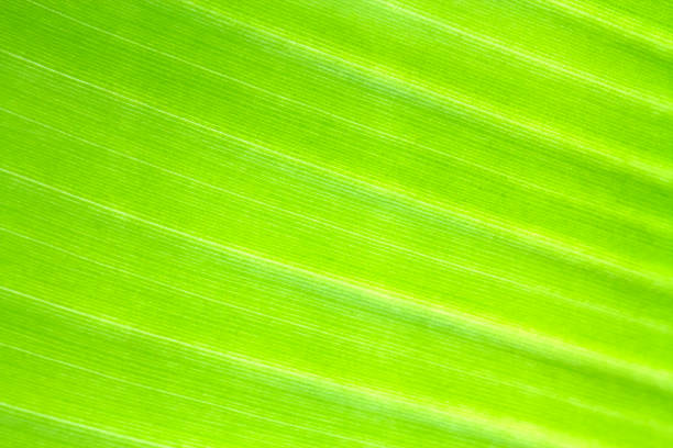 istock Banana leaf texture background of backlight fresh green . 849643330