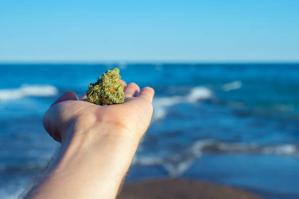 Hand holding a cannabis nug against ocean waves and blue sky landscape stock photo